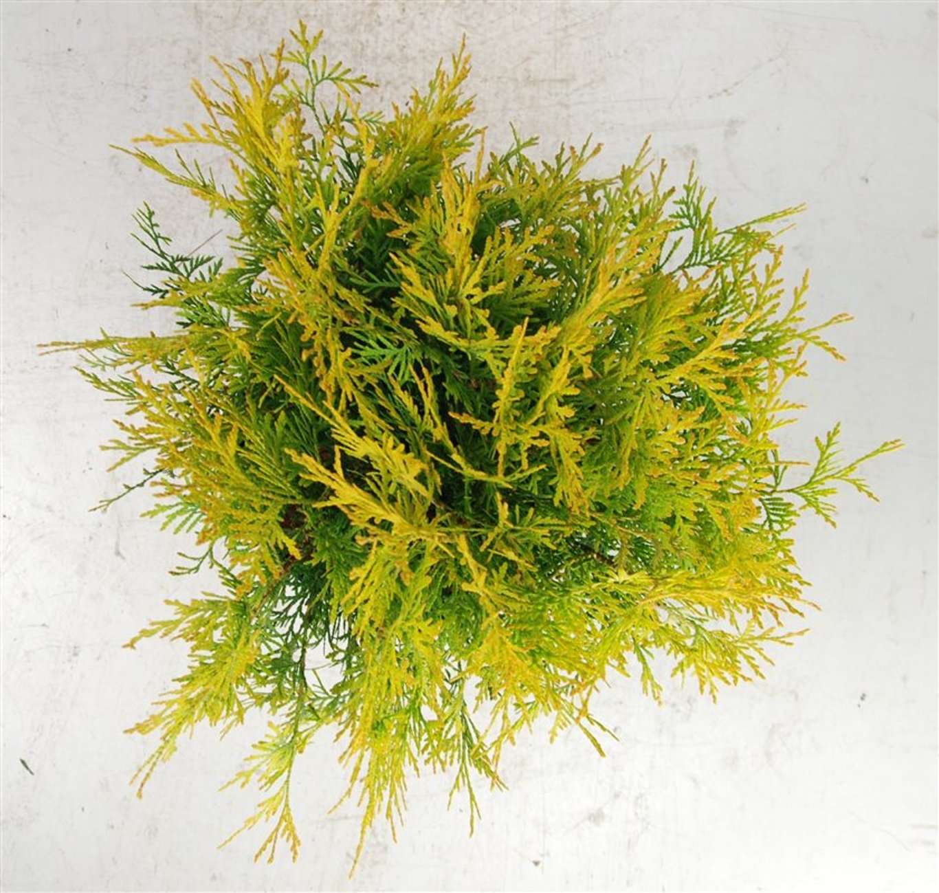 Thuja occ. 'Golden Globe' - C5 30-40 CM